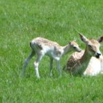 Stichting Aanpak Misstanden Natuurbeheer