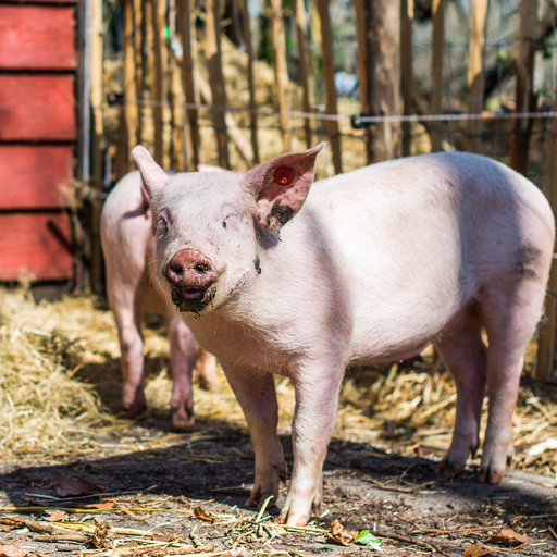 Stichting De Nobele Hoeve