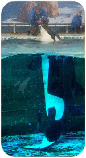 Stichting Free Morgan Foundation