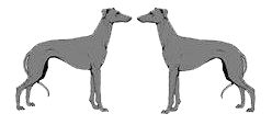 Stichting Galgo Project