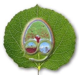 Stichting Transition Towns Nederland