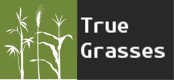 Stichting True Grasses