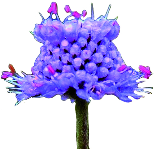 Stichting Vrienden Heemtuin Rucphen